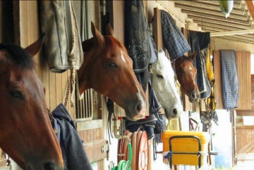 Escola de Equitação Sofia Carvalhaes. Alojamento de Cavalos